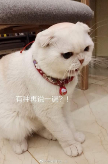 抖音會說話的劉二豆 最火貓咪高清無水印表情包分享!