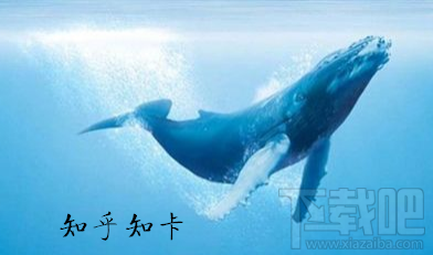知乎知卡套餐怎么收費(fèi)?知乎知卡可以辦理幾張?